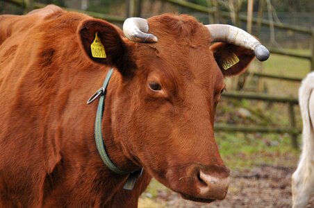 Animals cattle nature