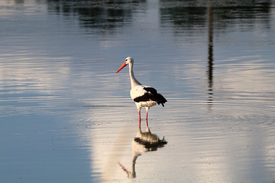Stork bird nature