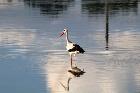 Stork bird nature photo