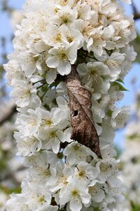 Bloom lush dry leaf among the flowers