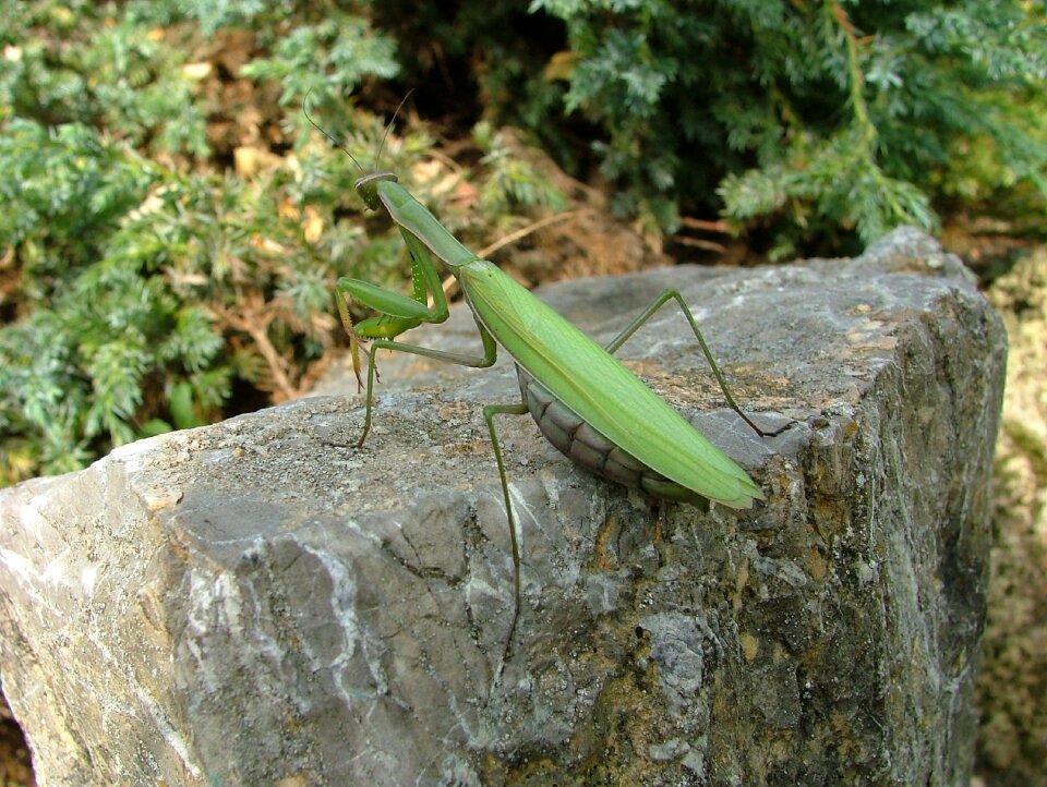 Beetle mantis insect