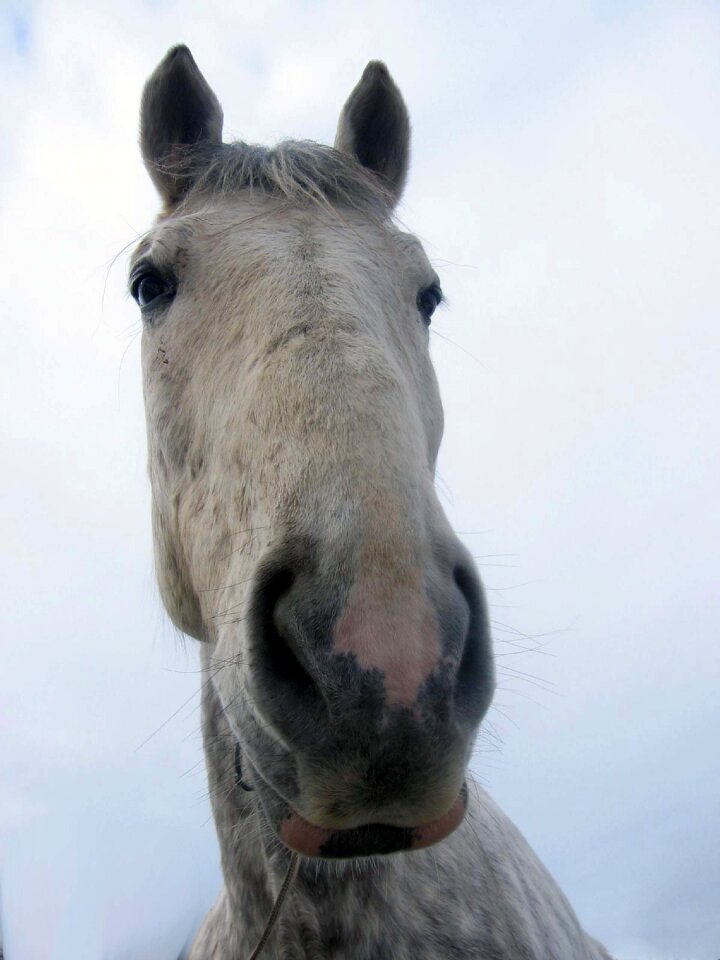 Mare stallion white