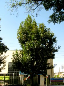 17_Shahrivar_street_photography_-_Nishapur_16