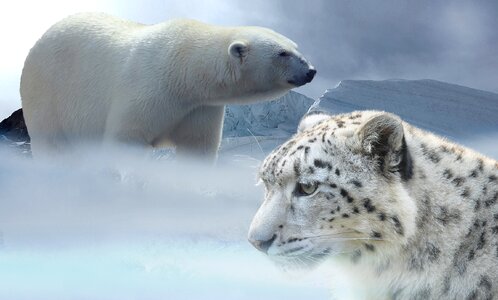 Snow leopard glacier ice age