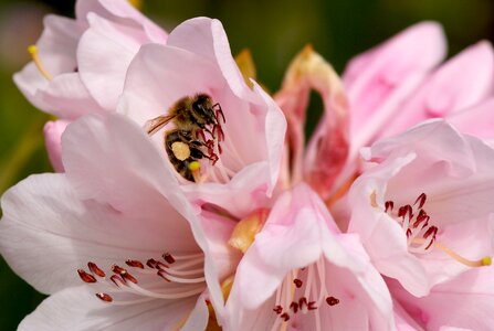 Blossom bloom flower photo