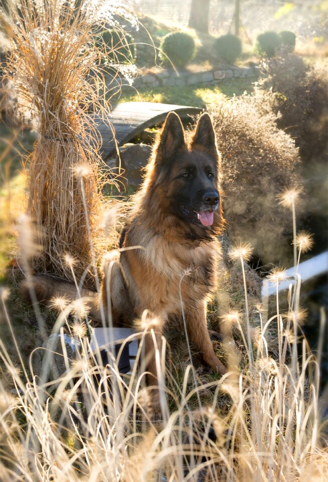 Schäfer dog german shepherd sit
