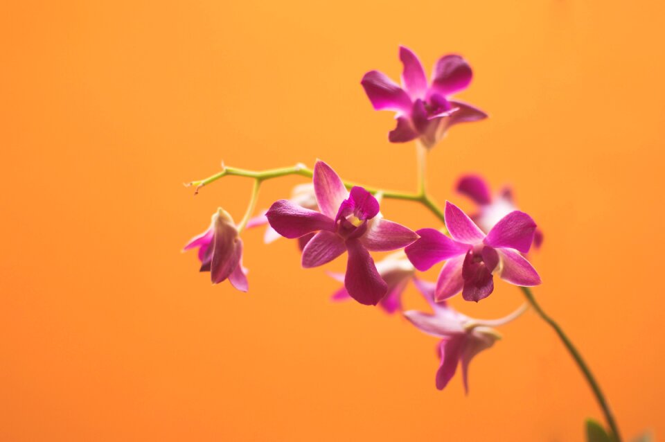 Flowerpot pink bloom