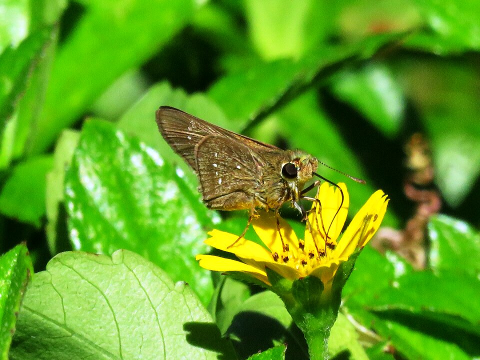 Colorful insect nature