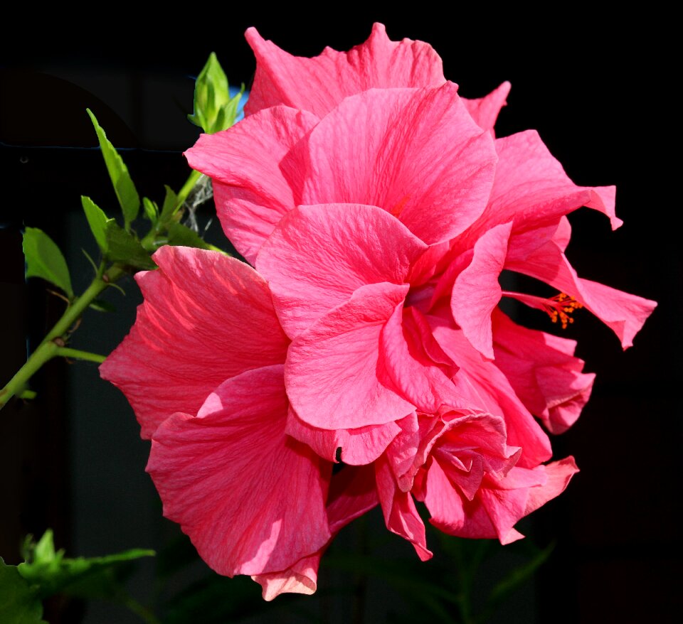 Hibiscus pink bloom