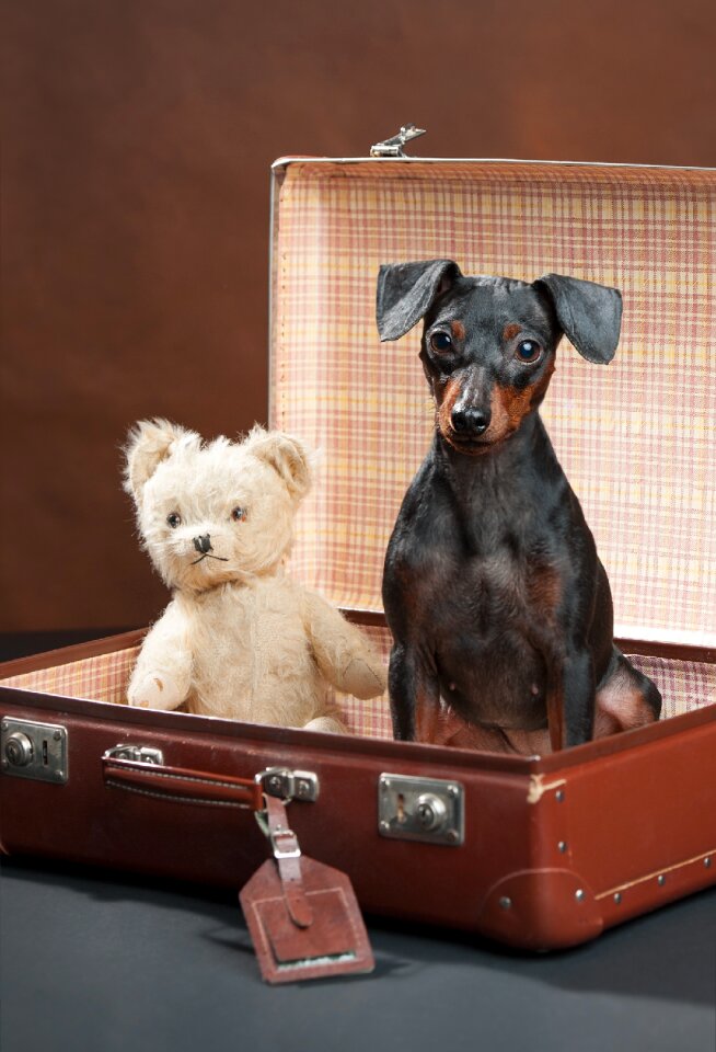 Animals cute luggage
