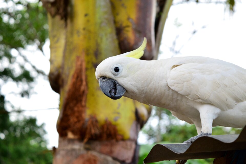 Parrot animal natural