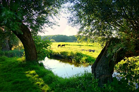 Polder meadow rural photo