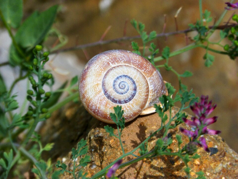 Spiral beauty shell