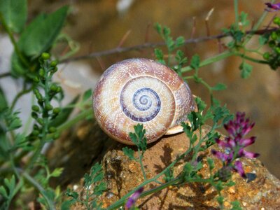 Spiral beauty shell
