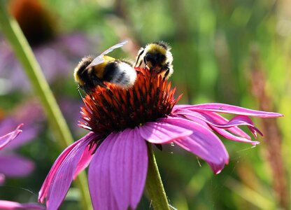 Summer echinacea purpurea purple coneflower photo