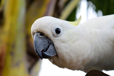 Parrot animal natural photo