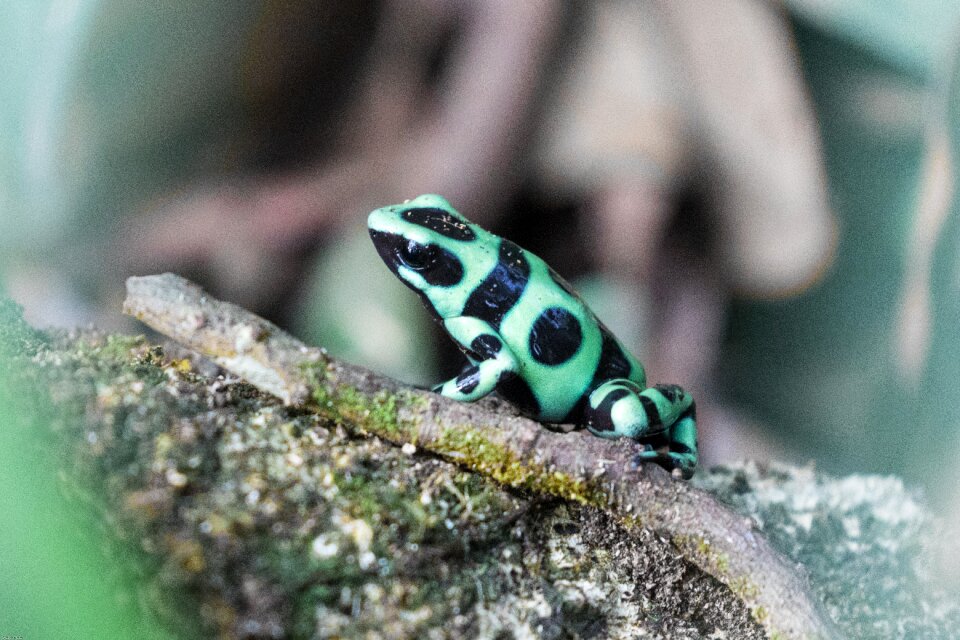 Dangerous exotic frog