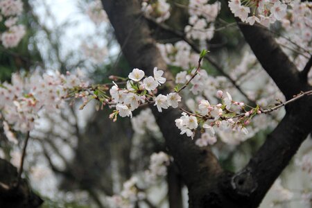 Cherry blossom white flowers photo