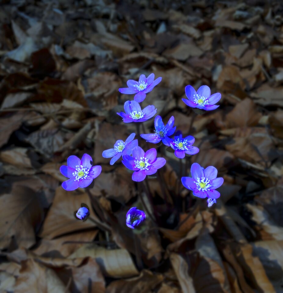 Leaves flower liver flower