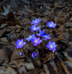Leaves flower liver flower