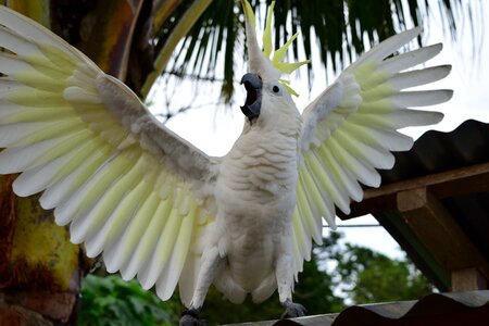 Parrot attack animal