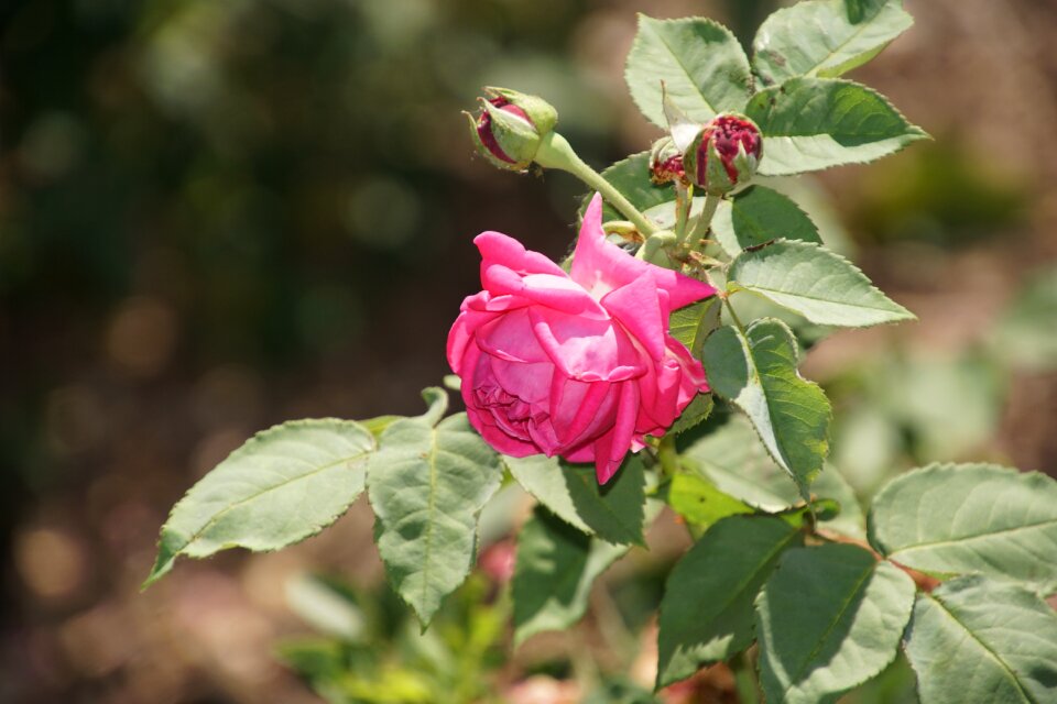 Rosaceae red violet