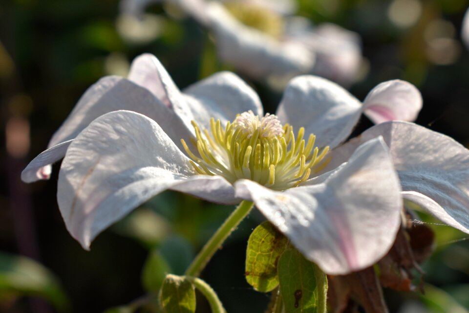 White nature close up