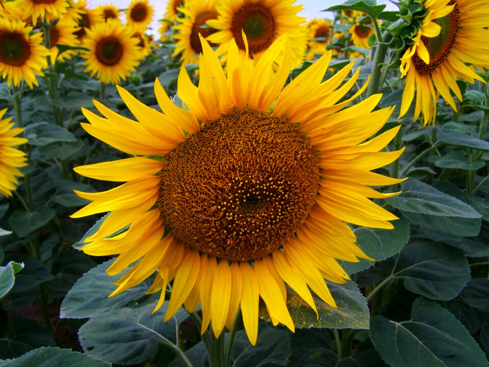 Yellow inflorescence agriculture summer