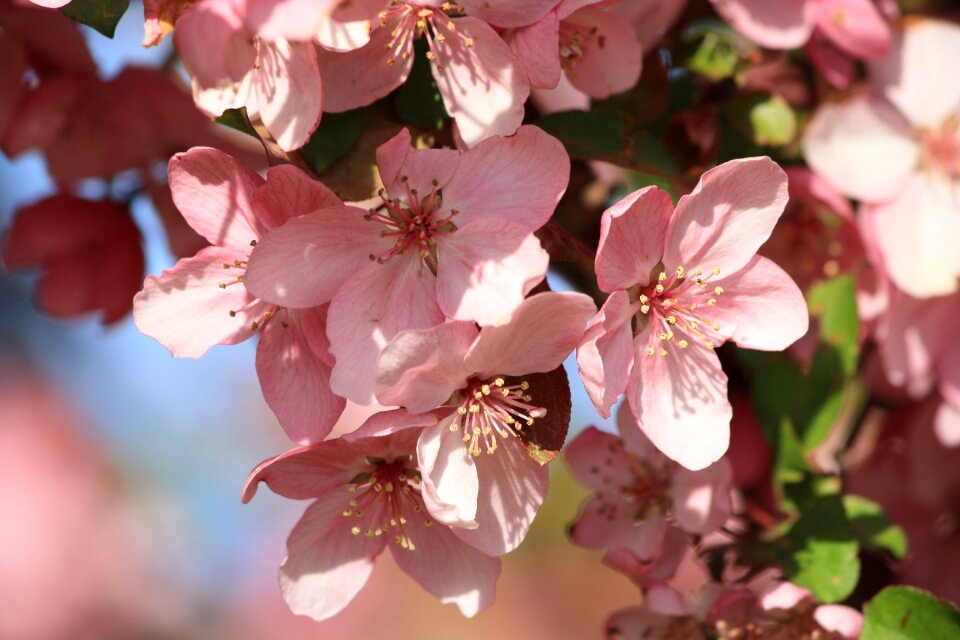 Tree nature cherry blossoms