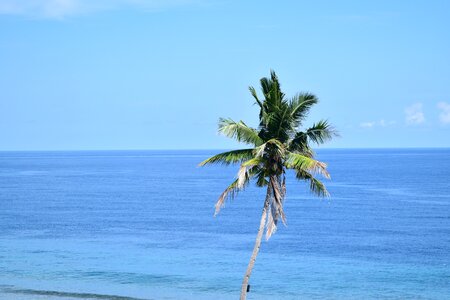 The sea coconut trees blue sky photo
