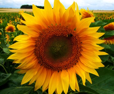 Yellow inflorescence agriculture summer