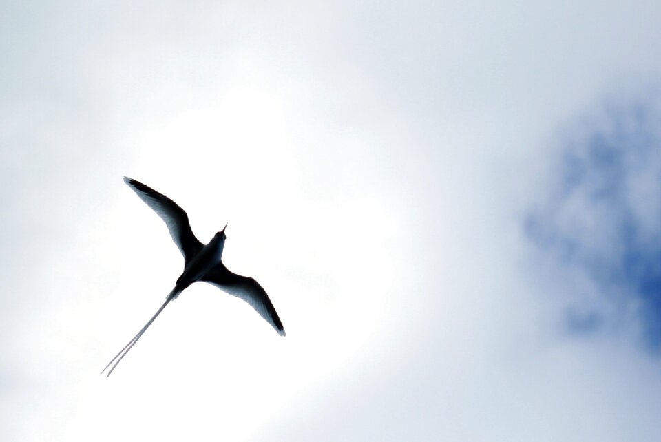 Seagull backlit silhouette