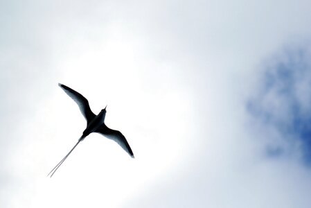 Seagull backlit silhouette