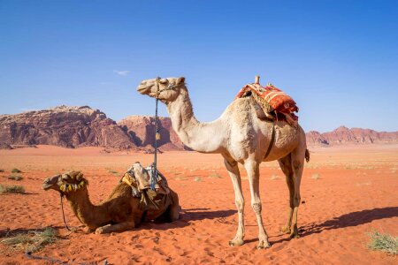 Travel jordan sand photo