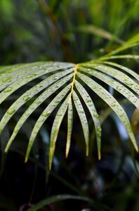 Leaf green water