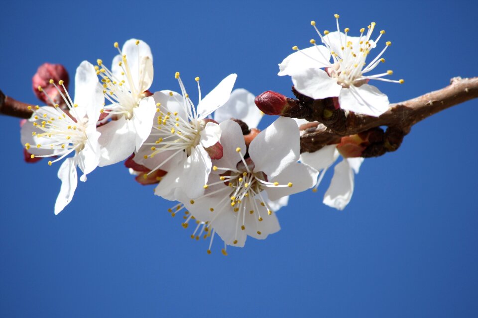 Flowering branch tree nature