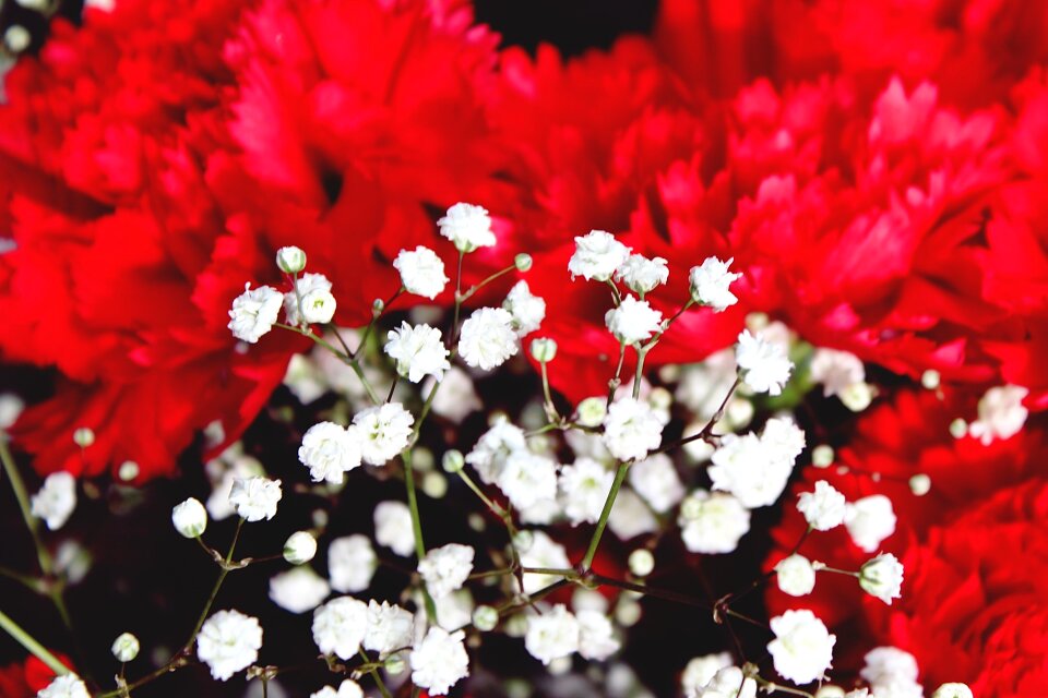 Blossom bloom nature