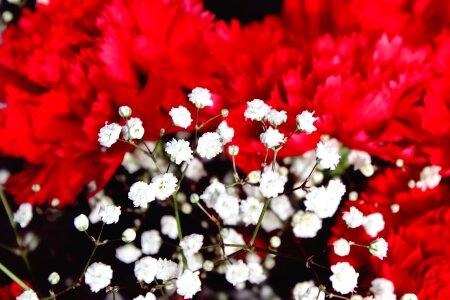 Blossom bloom nature