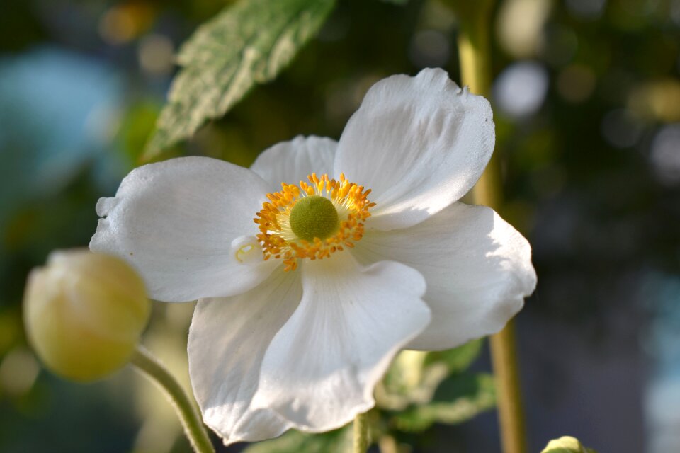 Bloom close up garden photo