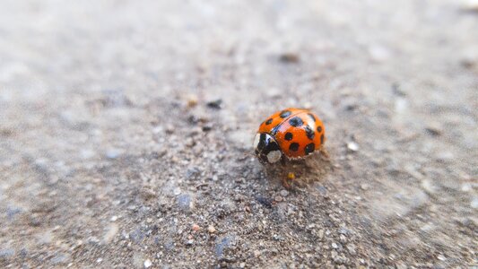 Ladybird ladybug macro