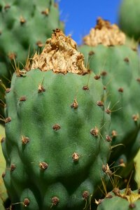 Prickly mediterranean spur photo