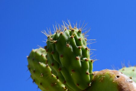 Prickly mediterranean spur photo