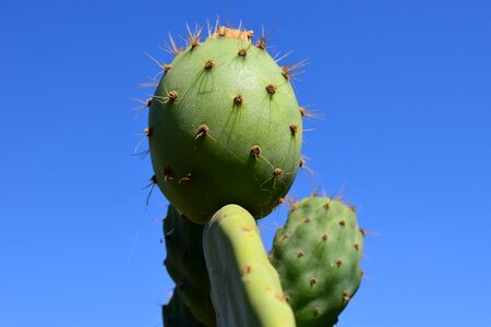 Prickly mediterranean spur photo