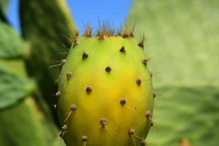 Prickly mediterranean spur