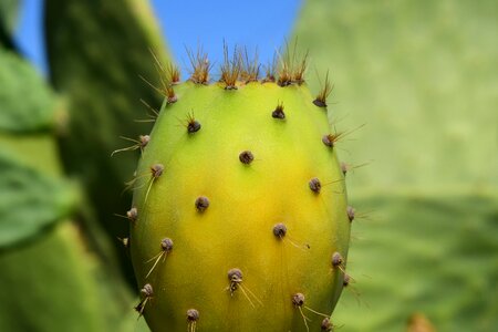 Prickly mediterranean spur photo