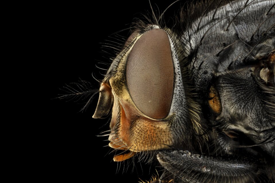 Macro blue bottle fly blowfly