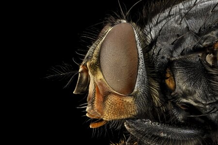Macro blue bottle fly blowfly
