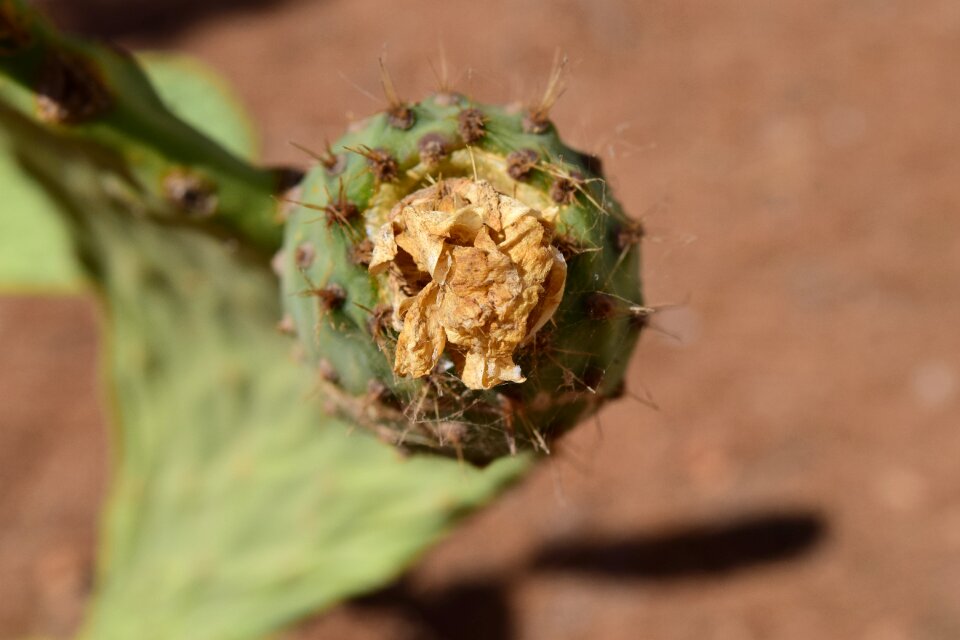 Prickly mediterranean spur