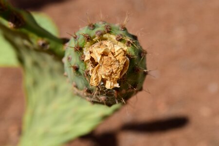 Prickly mediterranean spur photo