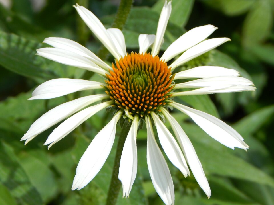 Blossom bloom flower
